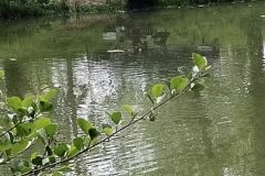 IMG_20260518_071202-5